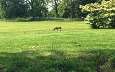 Fuchs klaut Ball
